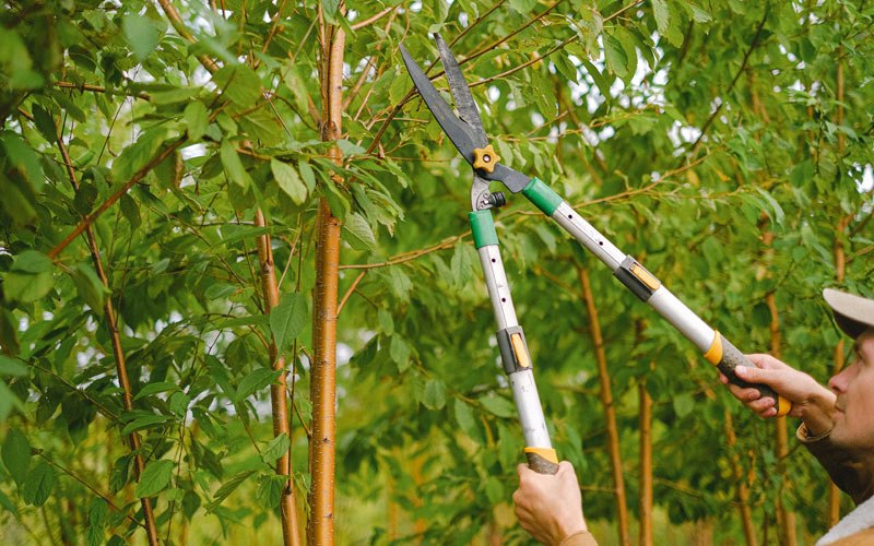 Tree trimming in Surveyor, WV