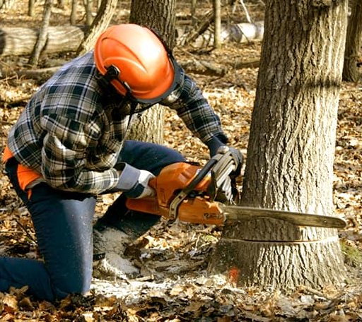 Tree Removal in Surveyor, WV